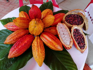 Asociación De Cacaoteros De Santa María -Asocasam